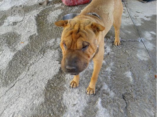 shar pei